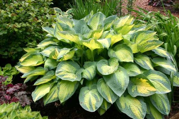 Hosta 'Paul's Glory'