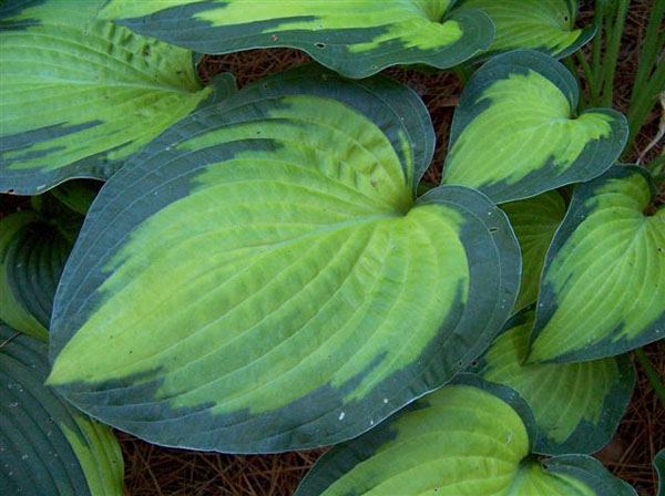 Hosta 'Paul's Glory'