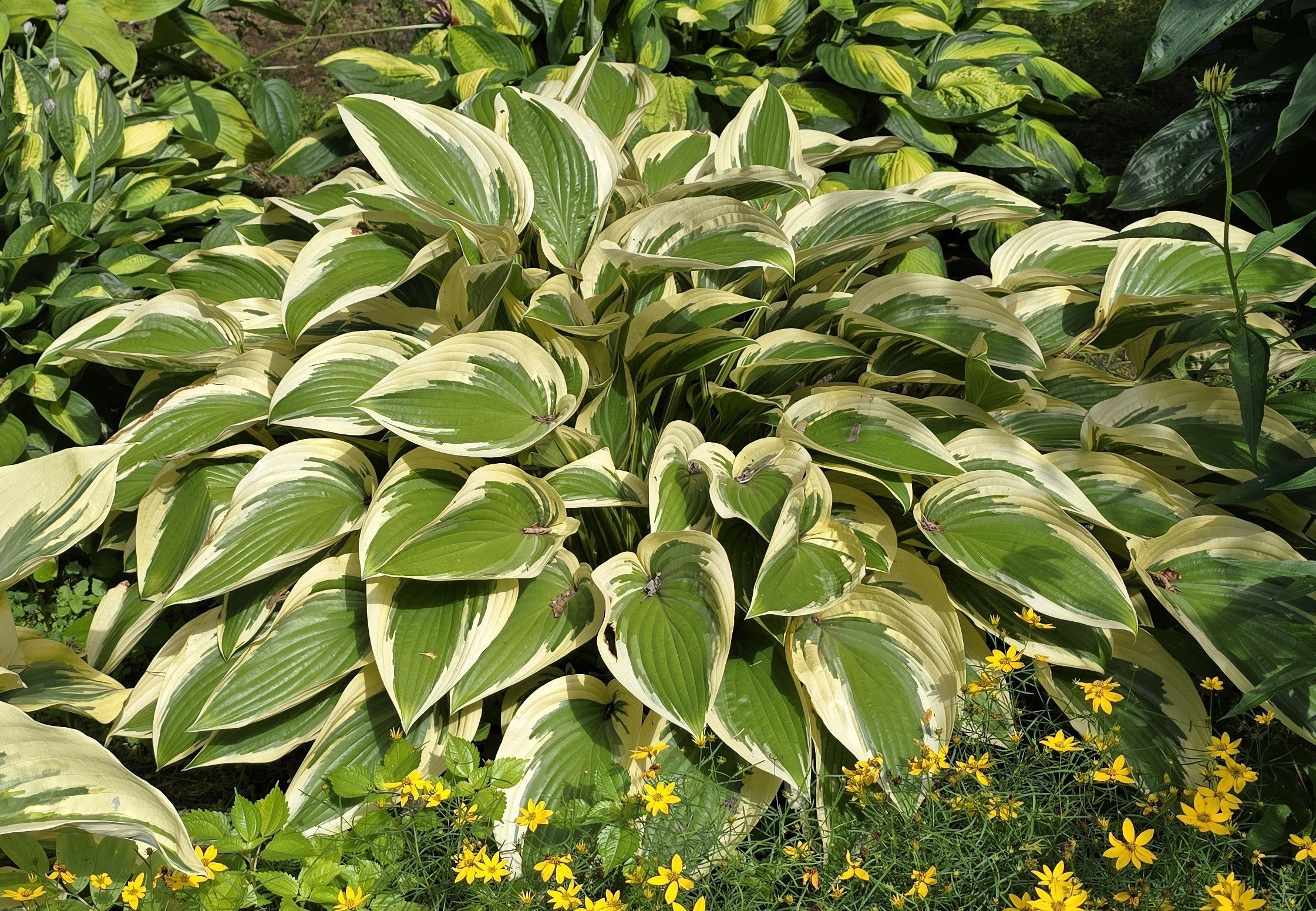 Hosta 'Percy'