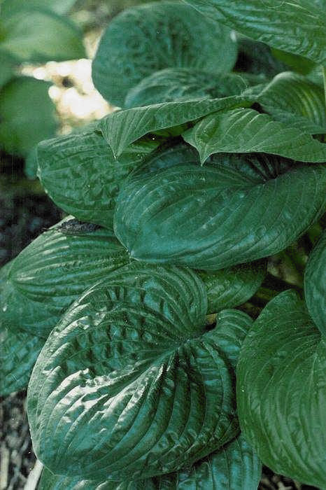 Hosta 'Potomac Pride'