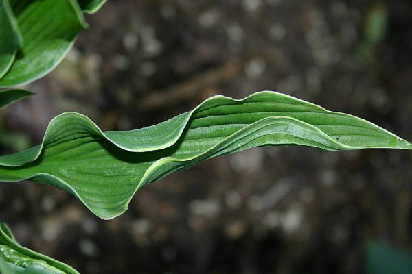 Hosta 'Praying Hands'