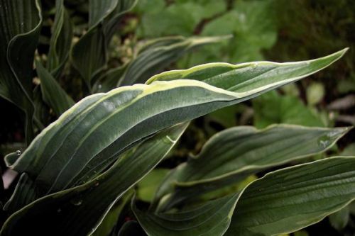 Hosta 'Praying Hands'