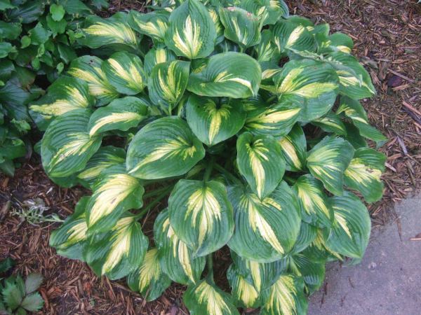 Hosta 'Prestige and Promise'