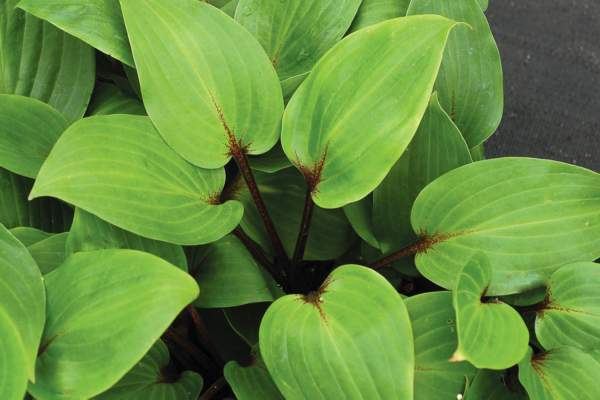 Hosta 'Purple Heart'