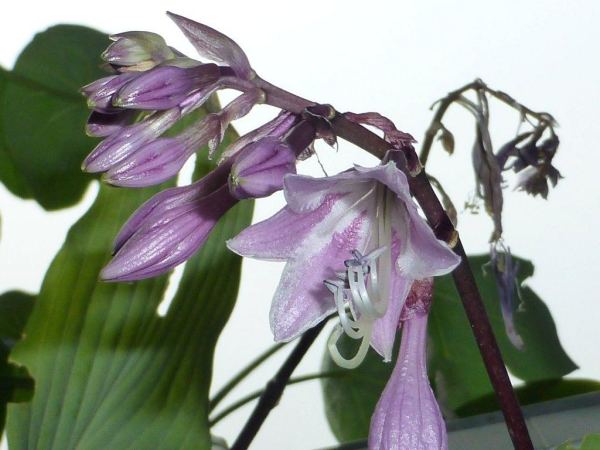 Hosta 'Purple Heart'