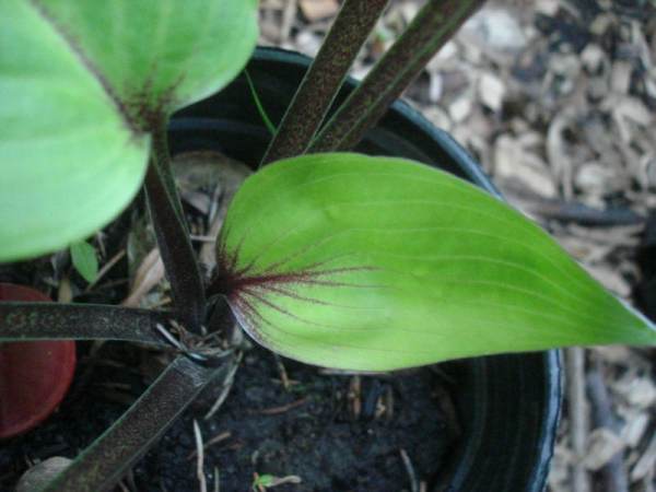 Hosta 'Purple Heart'