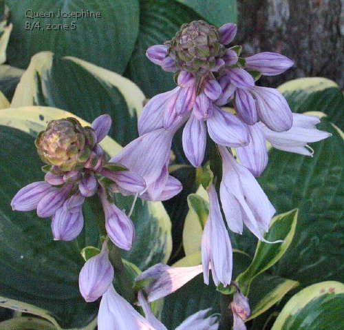Hosta 'Queen Josephine'