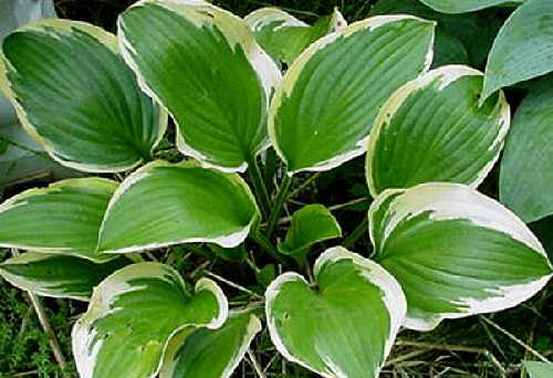 Hosta 'Queen Josephine'
