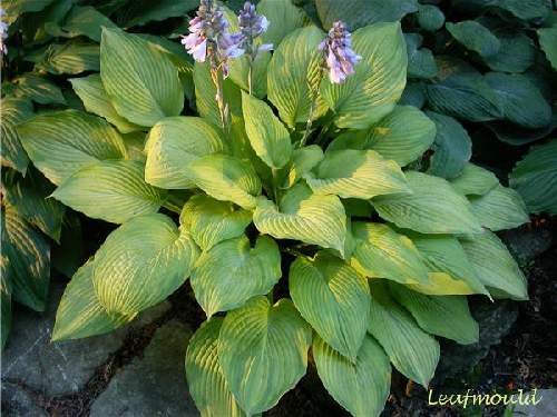Hosta 'Rascal'