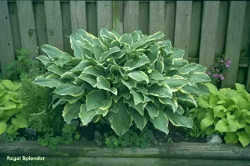 Hosta 'Regal Splendor'