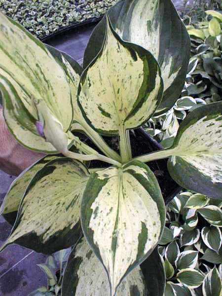 Hosta 'Revolution'