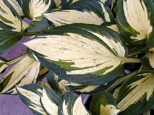 Hosta 'Revolution'