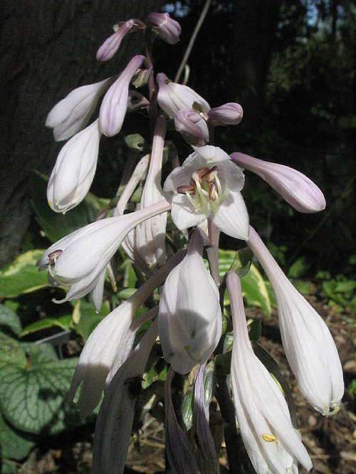 Hosta 'Rosedale Spoons'