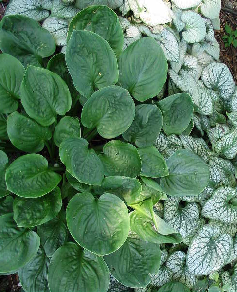Hosta 'Rosedale Spoons'
