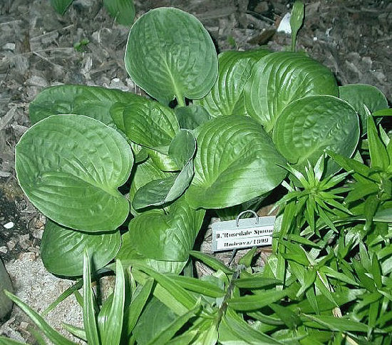 Hosta 'Rosedale Spoons'