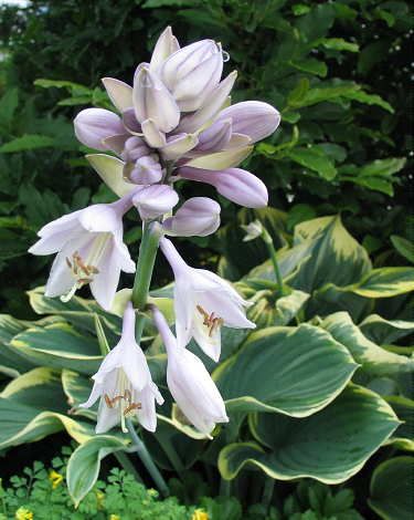 Hosta 'Sagae'