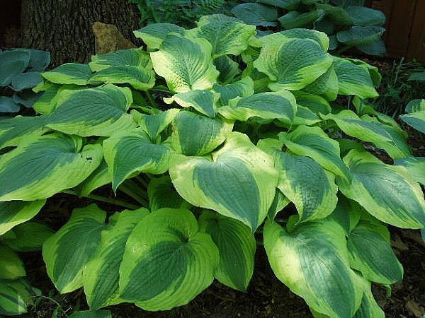 Hosta 'Satisfaction'