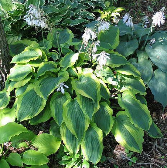 Hosta 'Satisfaction'