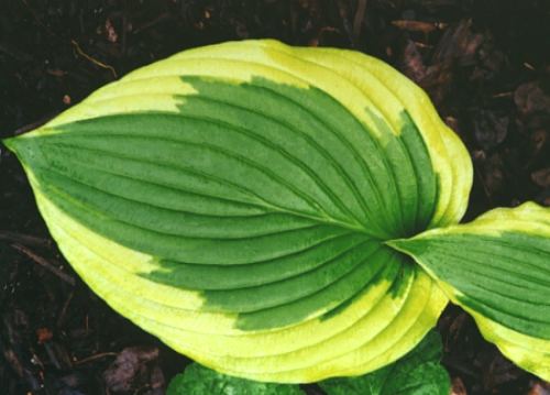 Hosta 'Satisfaction'