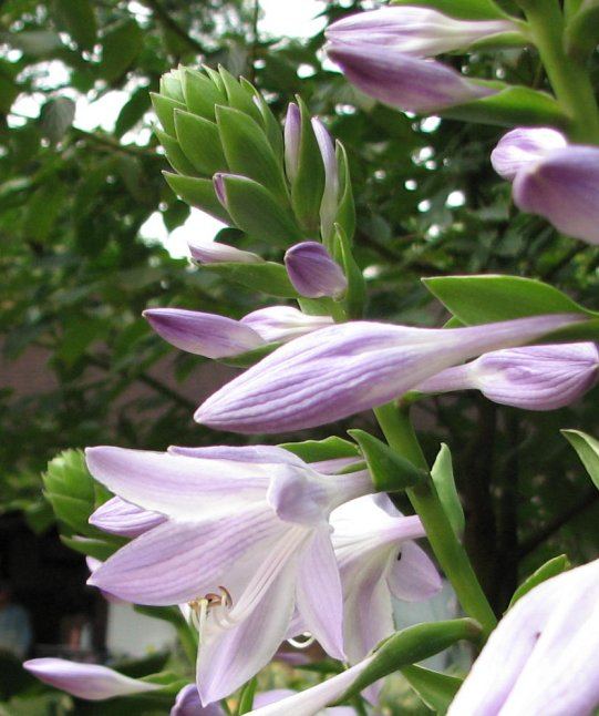 Hosta 'Savannah'