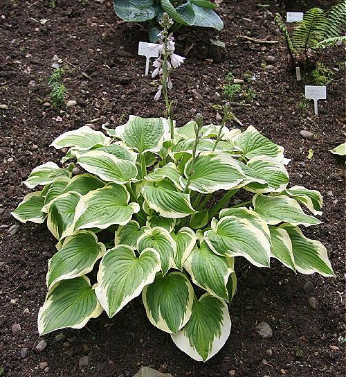 Hosta 'Savannah'