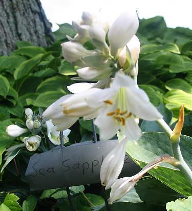 Hosta 'Sea Sapphire'