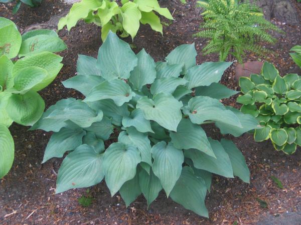 Hosta 'Sky Dancer'