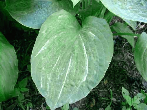 Hosta 'Spilt Milk'