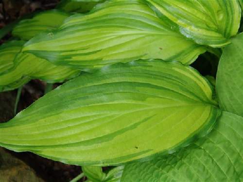 Hosta 'Spritzer'
