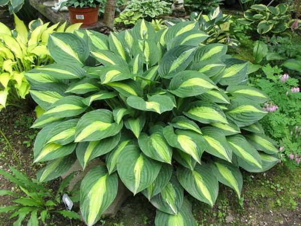 Hosta 'Striptease'