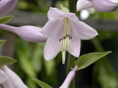 Hosta 'Sun Power'