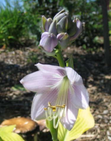 Hosta 'Sunny Delight'
