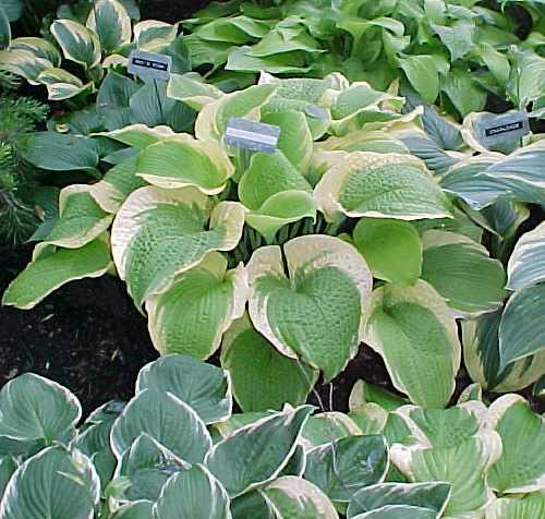 Hosta 'Sunshine Glory'