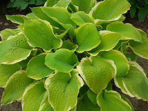 Hosta 'Sunshine Glory'