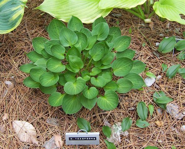 Hosta 'Teaspoon'