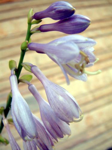 Hosta 'Unforgettable'