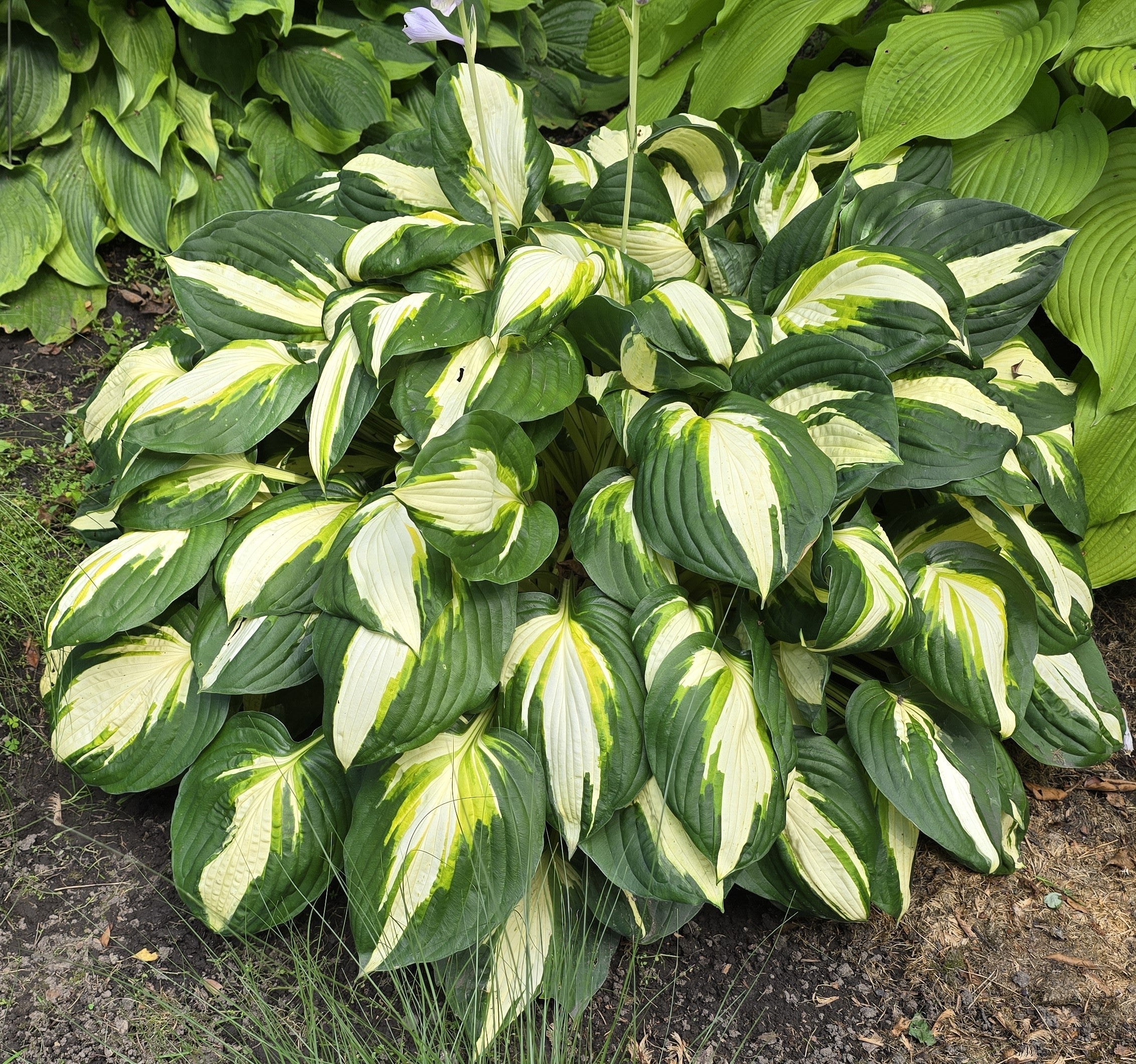 Hosta 'Vulcan'