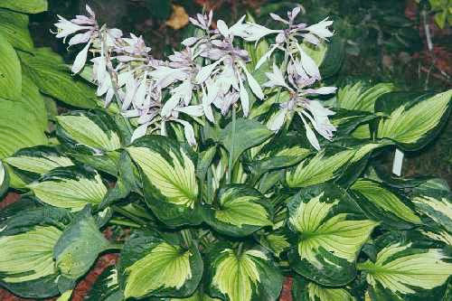 Hosta 'Whirlwind'