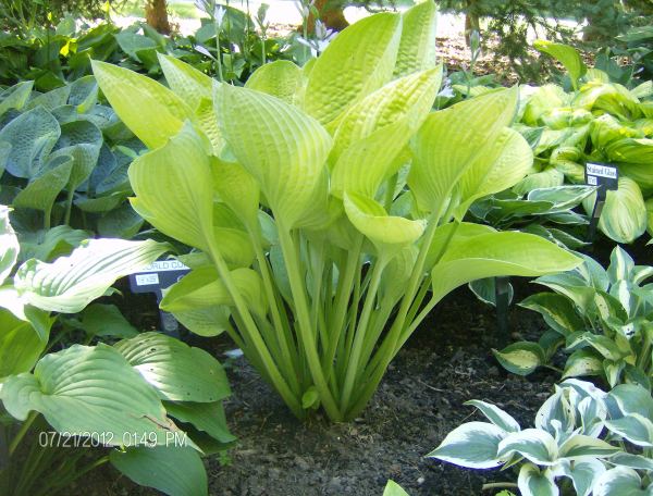 Hosta 'World Cup'
