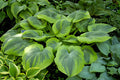 Hosta 'A Many-Splendored Thing'