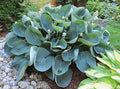 Hosta 'Abiqua Drinking Gourd'