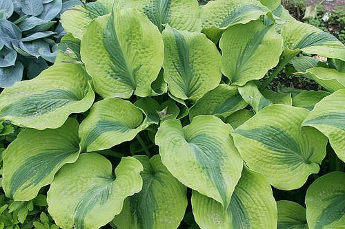 Hosta 'Afterglow'