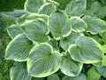 Hosta 'All That Jazz'