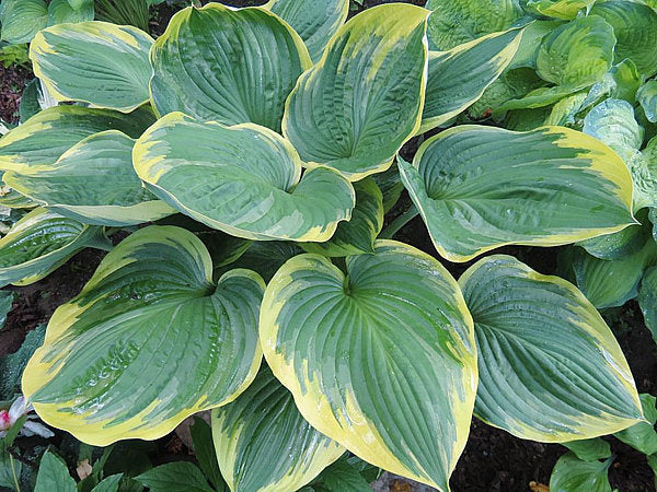 Hosta 'All That Jazz'