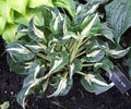 Hosta 'America Hero'
