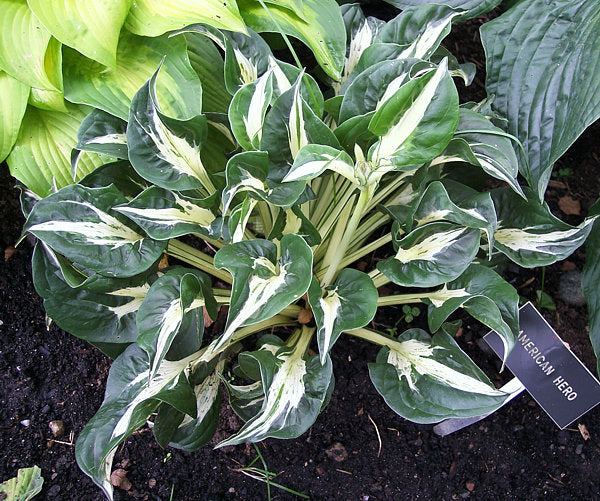 Hosta 'America Hero'