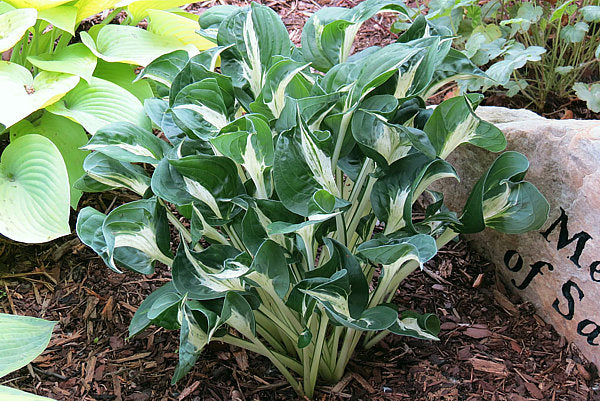 Hosta 'America Hero'