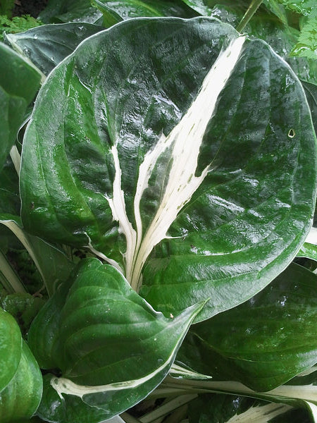 Hosta 'America Hero'