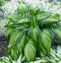 Hosta 'Angel Falls'