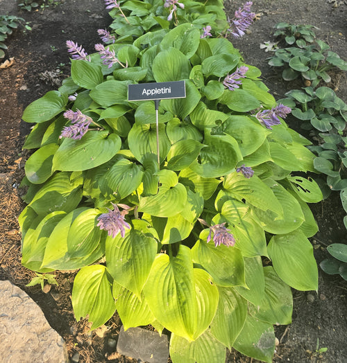 Hosta 'Appletini'